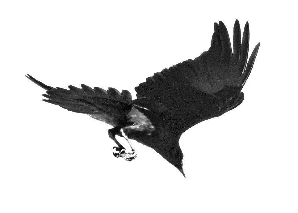 raven-dive-1.jpg